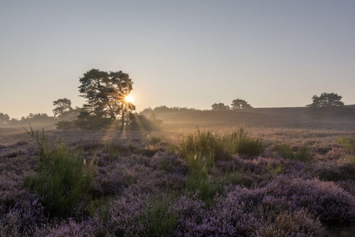Zonsopkomst boven de Brunssummerheide in Brunssum, paarse heidevelden met zachte nevel en silhouetten van dennenbomen.