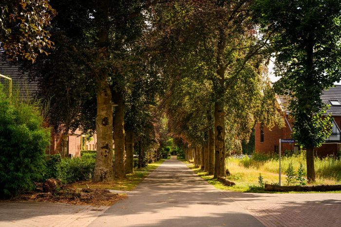 ChatGPT zei:  Schaduwrijke laan met dubbele rij volwassen bomen, bakstenen woningen aan weerszijden en warm zomerlicht over het groen.