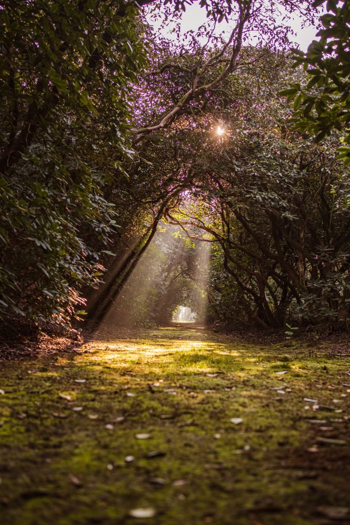 Boslaantje onder groene bladerboog met zonnestralen op mosrijk pad — Ontwikkeling Landgoed De Utrecht Esbeek